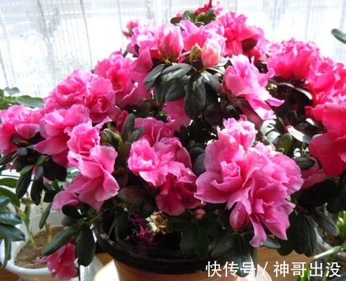 公认难养的花，改变养护方法，一样长新芽，开出层叠群花