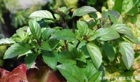 疏風(fēng)行氣|它是田埂上的中草藥,疏風(fēng)行氣,治風(fēng)濕性關(guān)節(jié)炎,老中醫(yī)愛不釋手