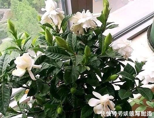 调味料|厨房一种调味料,养花3个用法,分分钟拯救黄叶,比硫酸亚铁都强!