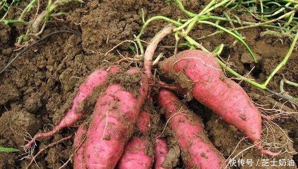 抗氧化剂|它是晒斑的''死对头'',每天坚持吃一点,挡住紫外线,肌肤年轻态
