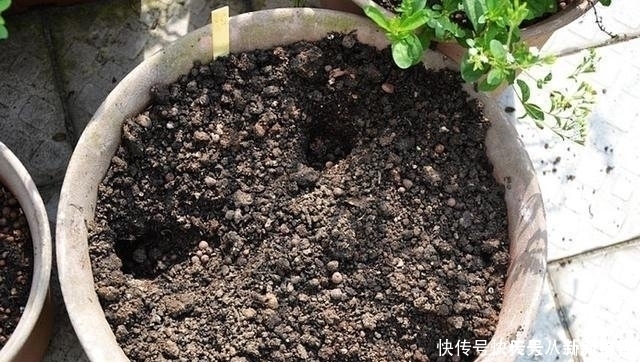 浇水|淘米水、啤酒水都别用,老花农只用它泡水,什么花都能浇,疯长