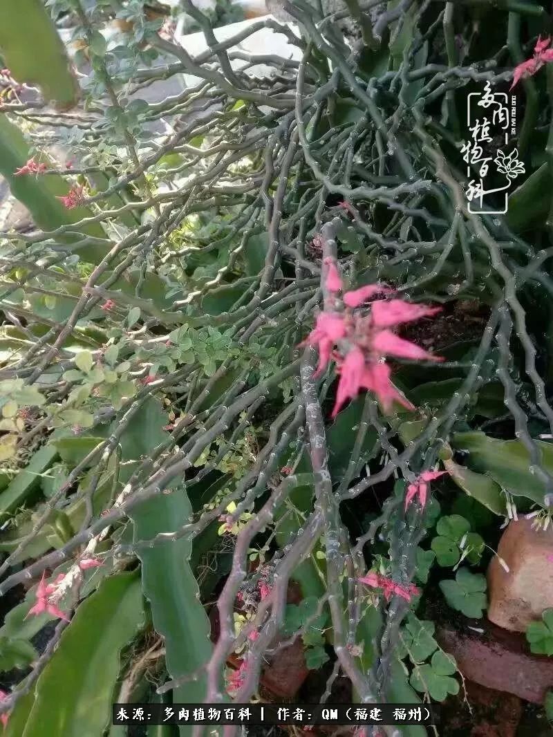 寒山转苍翠,秋水日潺湲——多肉未央,睹物思人!