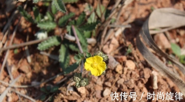 鸡腿根|农村才有的一种野草，它根常被挖来当“零食”吃，全株珍贵得重视