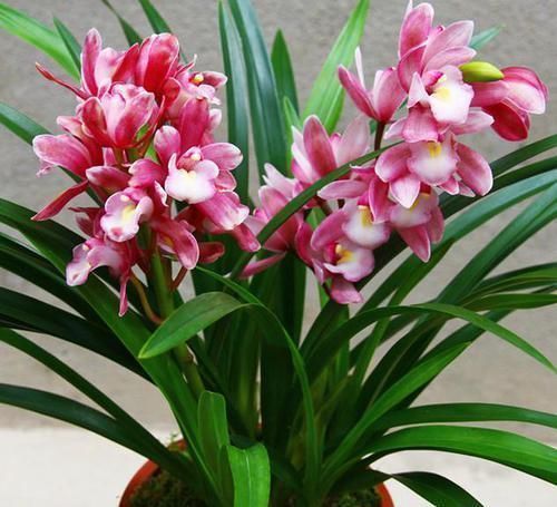 爆盆|家有阳台别浪费了,此兰是香花之首,花香最浓,是“爆盆小能手”