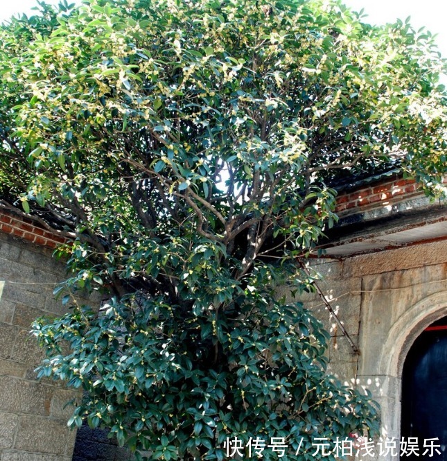 院子里有空地要种三种树,没空地挤挤也要种,寓意深远