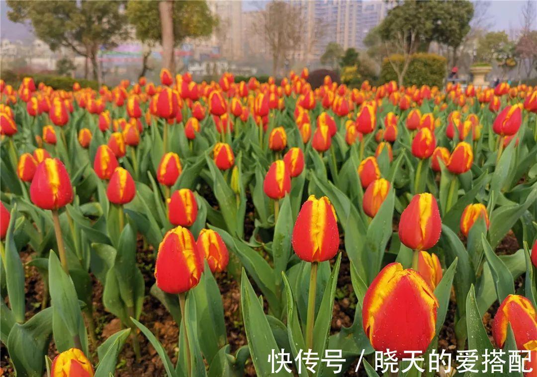 养花试试这几款,株型比较矮小,修剪残花枯枝,小孩子都能够胜任