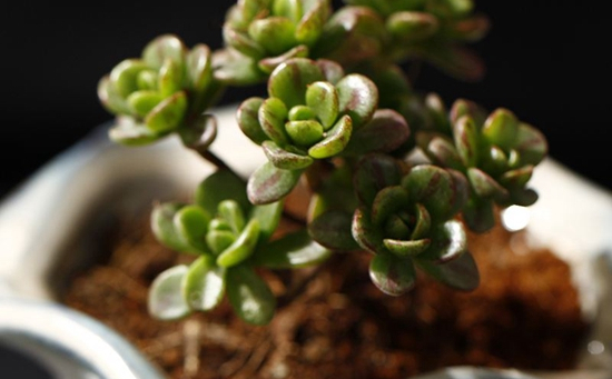 养什么多肉好6种好看好养又不贵的多肉,美成一道风景线!