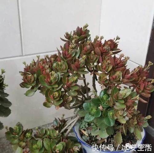 长寿花|长寿花,开花前后多做两步,花期提前到,连开两三次,都是大花团