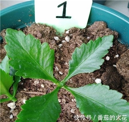 只用一招,长寿花长得又矮又茂盛,开花刹不住