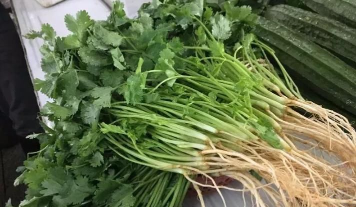 根部|保存香菜，最忌直接放冰箱教你饭店方法，半年还新鲜，不黄不坏