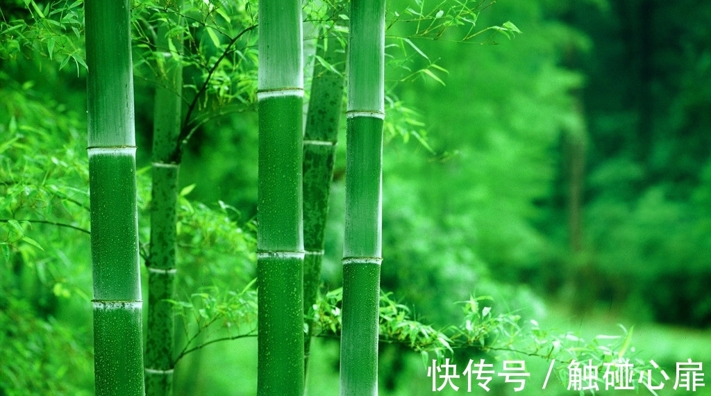 竹石@唐诗、宋诗之外,水平最高的格律诗是哪5首?并进行排名