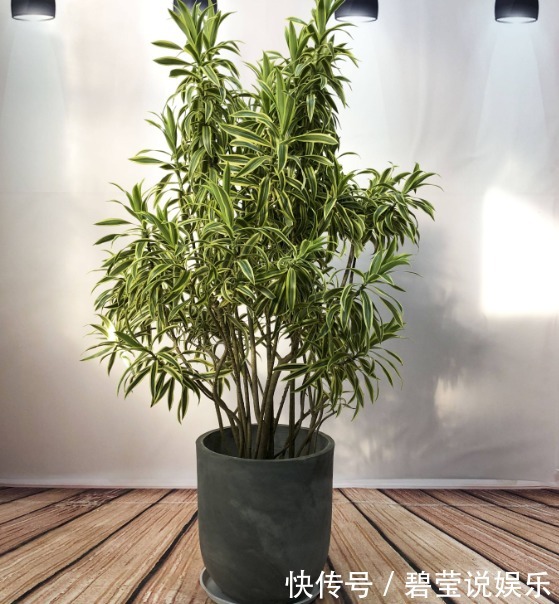 想要“百合竹”更加油绿,还爆盆,“3个要素”需到位,缺一不可
