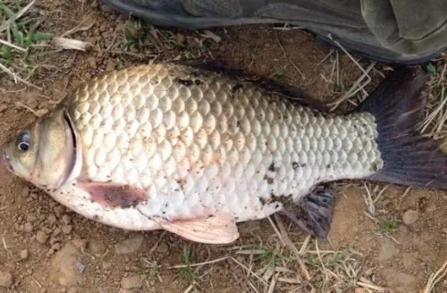 深水钓鲫鱼的一些细节问题,细细体会就知道其中奥妙