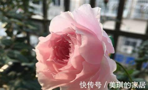 养花试试这几款,叶片就像一个个小葡萄,生命力旺盛