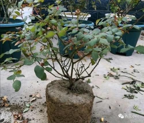 养花|家中养花，花盆里出现2种情况，就是换盆“信号”，需尽早换盆