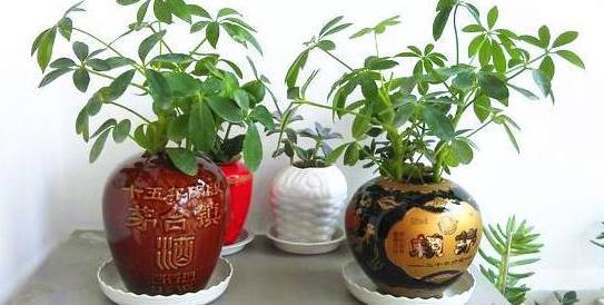 酒瓶外形好看就拿来当花盆，搭配文竹、吊兰、金枝玉叶，特美！