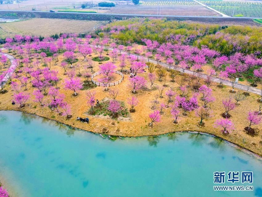 【“飞阅”中国】樱花满园似仙境