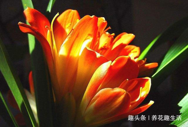 君子兰喝了这种4毛钱不到的“液体”，枝繁叶茂花开爆盆