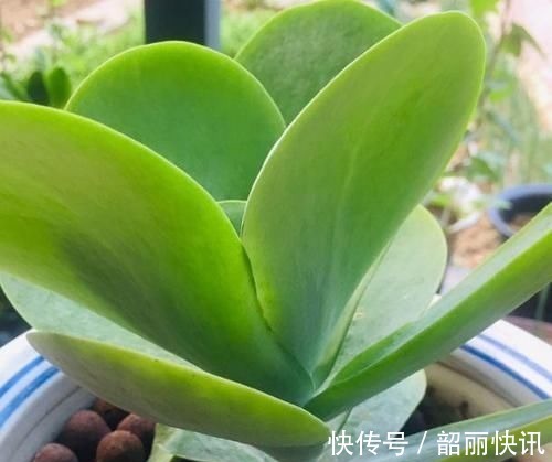 肉友们|氮磷钾肥养多肉,全盆栽成“胖娃娃”,让别人看了都羡慕