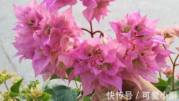 三角梅总黄叶，5个细节要牢记，入冬注意3点，非常省心