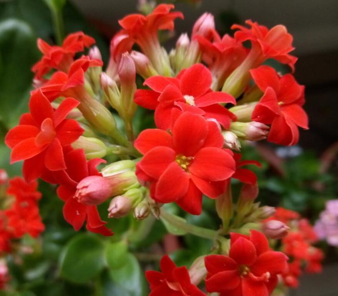 小花园|为了养花种菜,奶奶花160万买了郊区的别墅,3年之后,后悔了