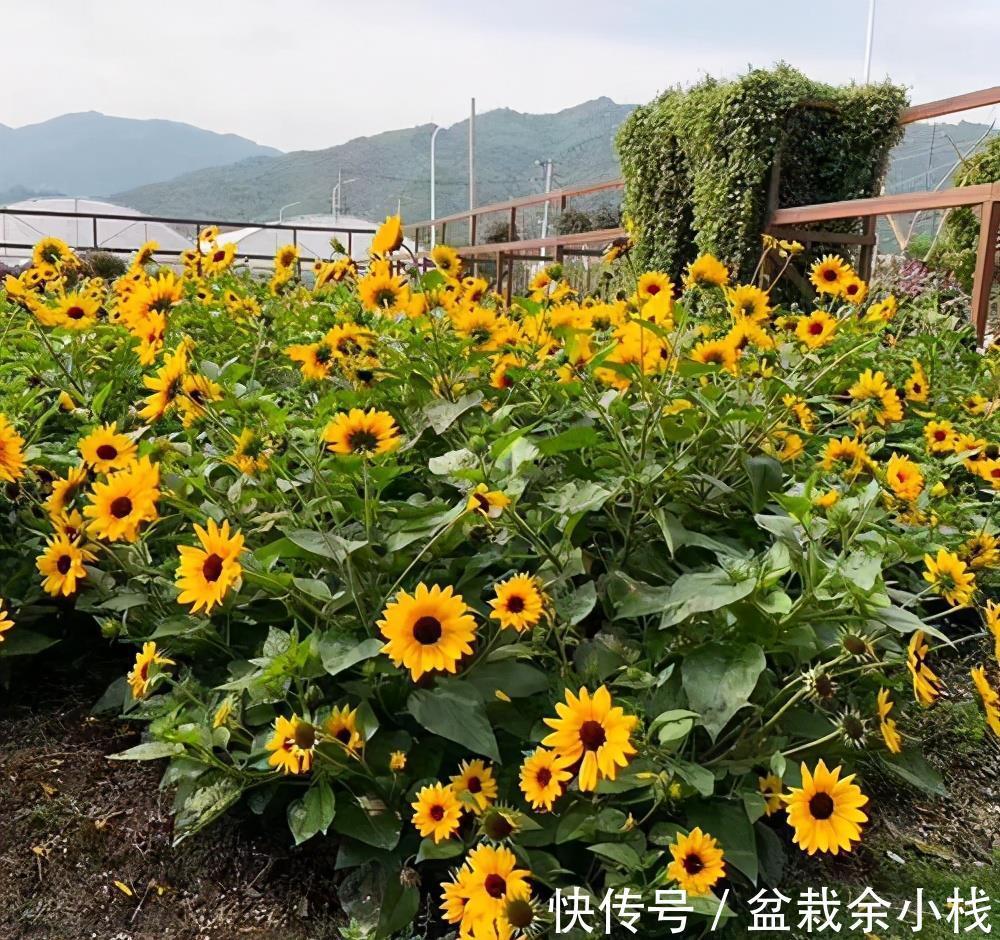 凌霄花|9种漂亮花,热不死晒不怕,开花大半年,没有病虫害,38度成花海