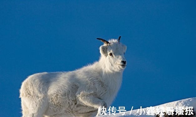 升职期|生肖羊：七月运势照旧，如果处于升职期需要注意以下几点