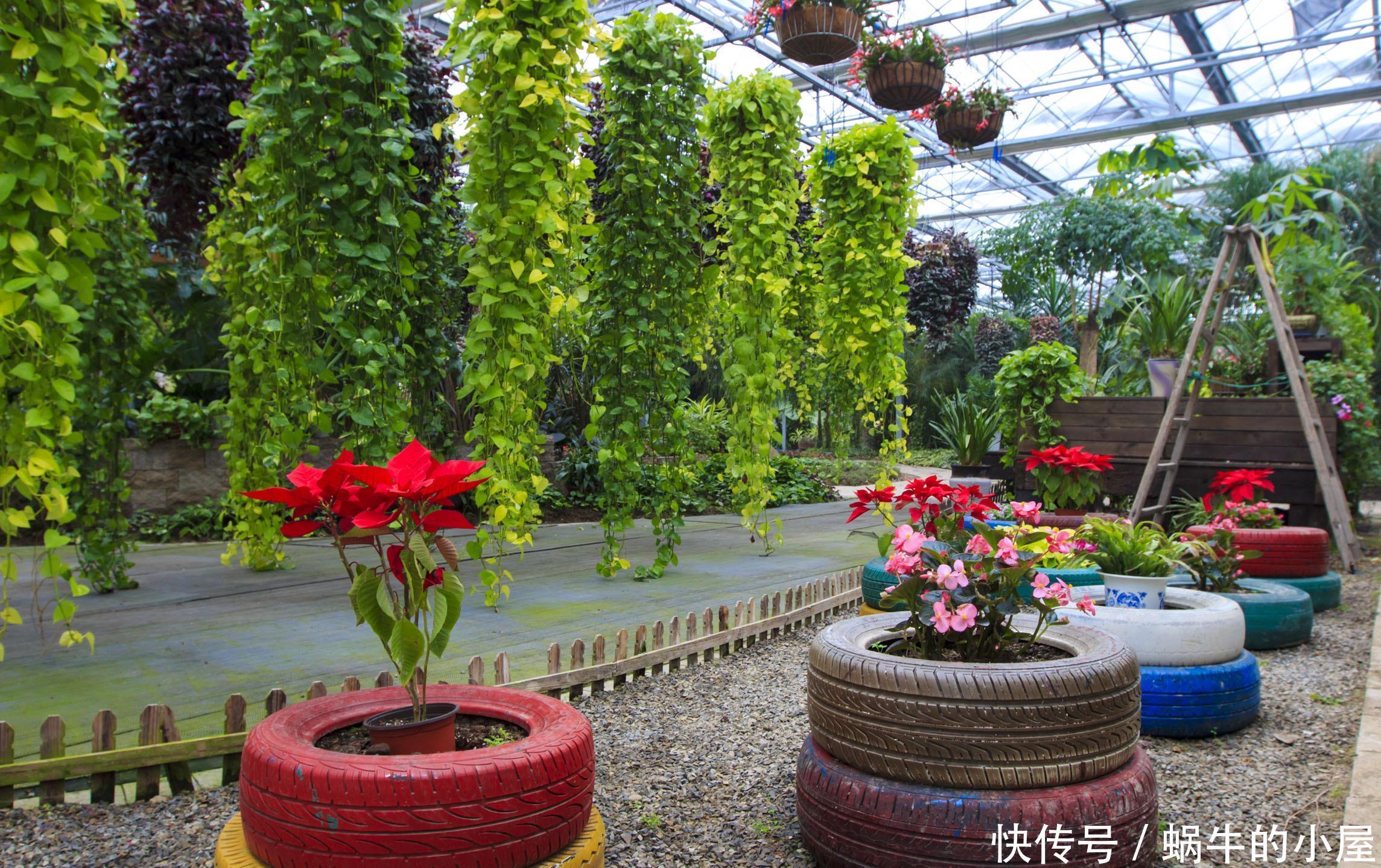 春天买花有口诀,记住“4要4不要”,花对钱才能买“好”花