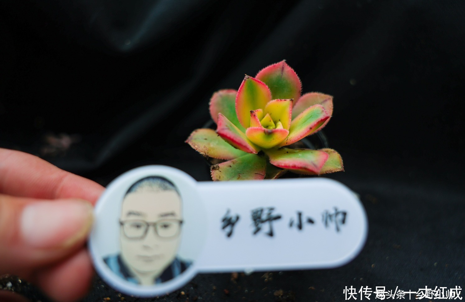 夏天不知道怎么给多肉浇水?听小帅告诉你,夏天可以这样浇水