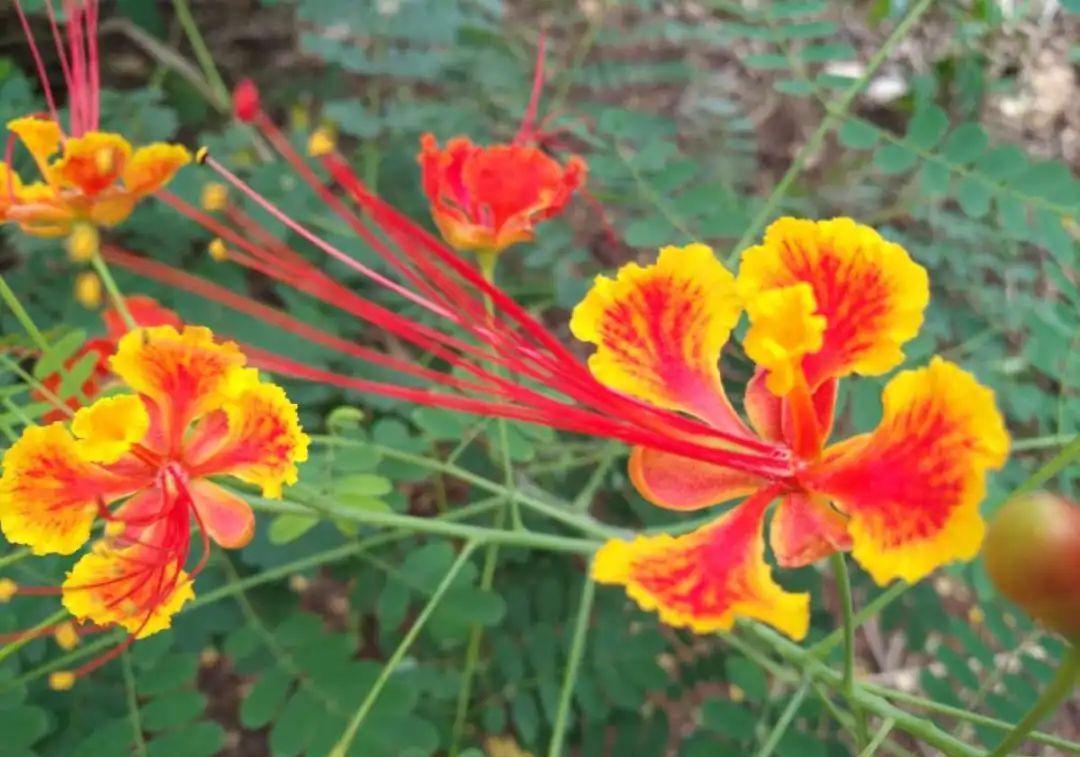 这盆吊兰养2年，年年开满小金鱼，大吉大利好喜气