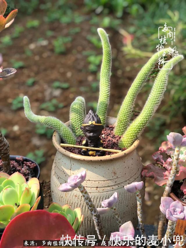 多肉，一位来自神奇大自然的良师益友！