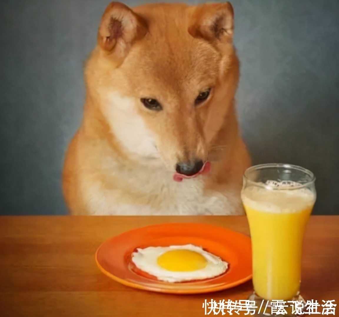 蛋黄|狗狗吃“鸡蛋”好处多,但怎么吃要注意,小心吃出问题