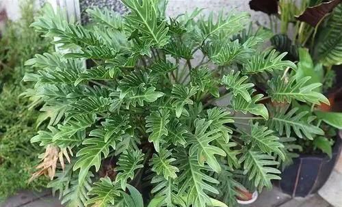 很耐阴的5种盆栽观叶植物,晒多了叶子会晒伤,严重时会枯萎