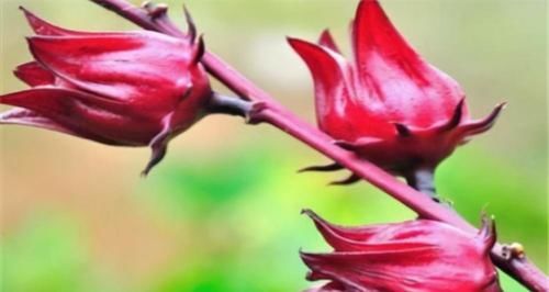 维生素c|6月养生正当时，常吃3种食物，保护心血管，清脂刮肠，谁吃谁好