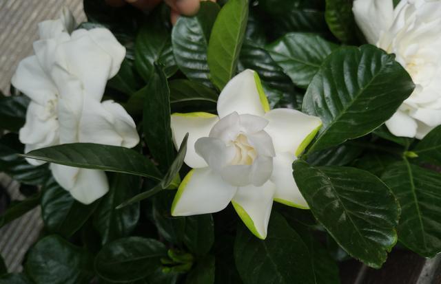 一木|栀子花怎么养？园艺师告诉你，这可能是关于栀子花，最全面的攻略