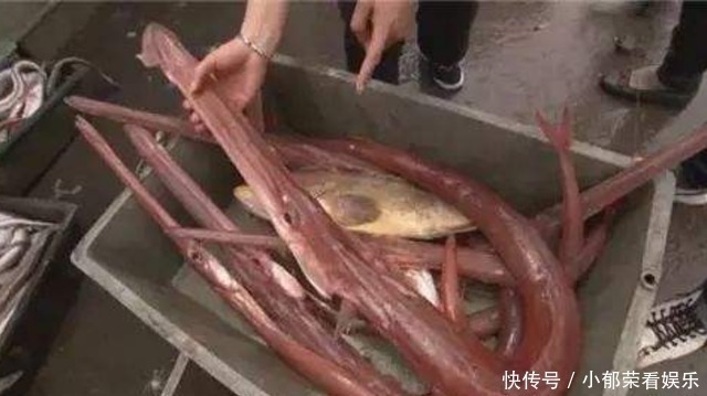 火龙果面|刀功师傅切马鞭鱼,拿刀一划就是1米长,各种吃法随你挑