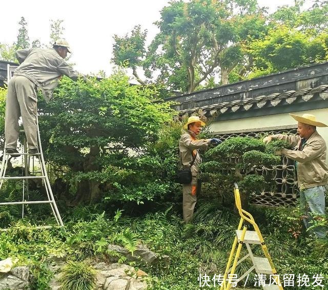 杂木|上海植物园迎来初夏盆景修剪季