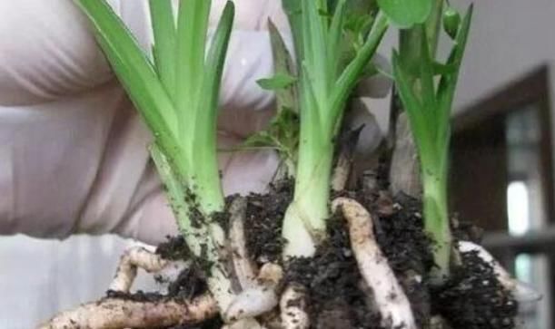 盆里有了“它”，难怪花花草草都“疯”长，观赏价值高还实用