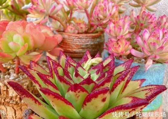 肉肉|这个季节的多肉,养来养去,还是要露养才会美起来!