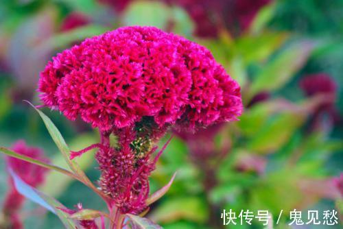 痔疮膏|痔疮难缠?李时珍:农村一味野花,连喝3天肉球痔疮“连根拔除”