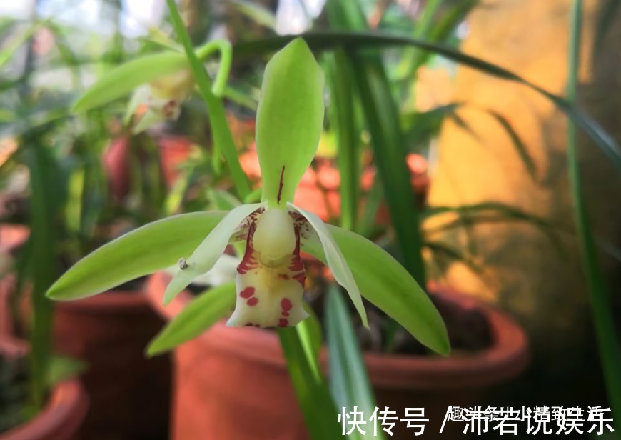 新手养兰|新手养兰,学会“3多3少”,兰花长得旺、常爆盆、开花多