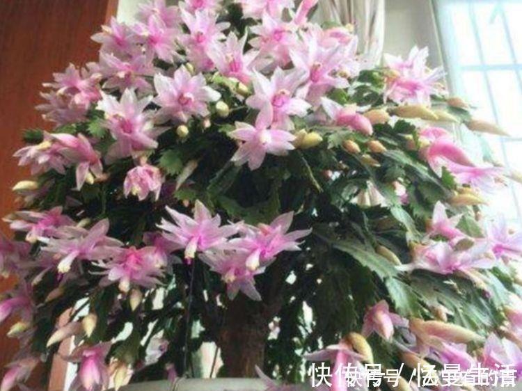 4种花养在家里,非常容易长爆盆,十分美丽,生命力顽强