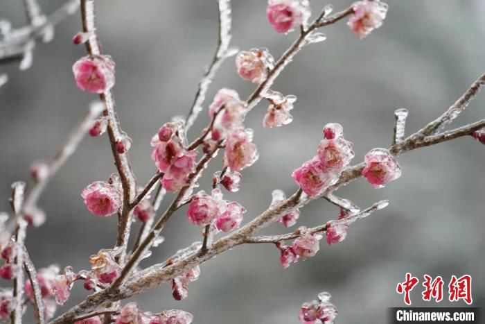 百山祖|浙江百山祖国家公园迎降雪 风景如画