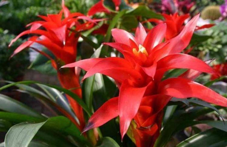 几种花超好养,花朵小巧玲珑,花叶俱美,养盆放阳台美极了