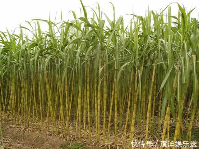 老外|全球都有的水果,只有中国吃法最特别,老外纷纷表示佩服