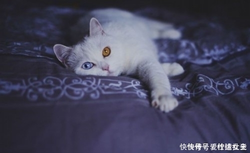 滤镜|猫咪天生自带美瞳,无需使用滤镜美颜,少女心要爆棚