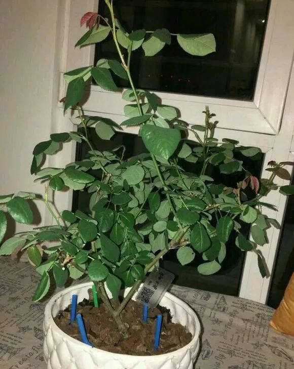 养花的土太结实？1个小窍门，土壤松软如发糕，透气不烂根！