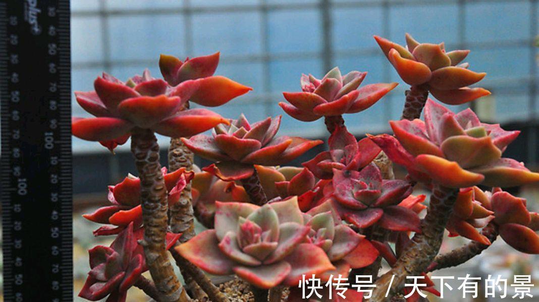 烂根|夏季喜欢养多肉，就养盆旭鹤吧，它属于夏型种，度夏没困难