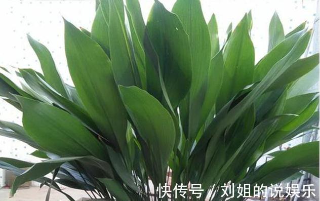 养花试试这款,强光使花和叶子变黄,叶子边缘枯萎