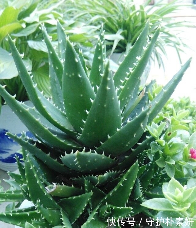 6种花冬天“虐着养”,越虐越漂亮,小盆大太阳,长势更喜人